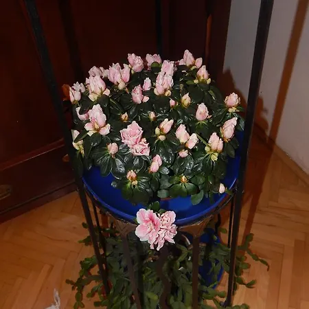Apartament Miraculous
